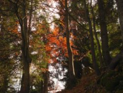 2013-10-25_Baumgartenscheidt (62).JPG